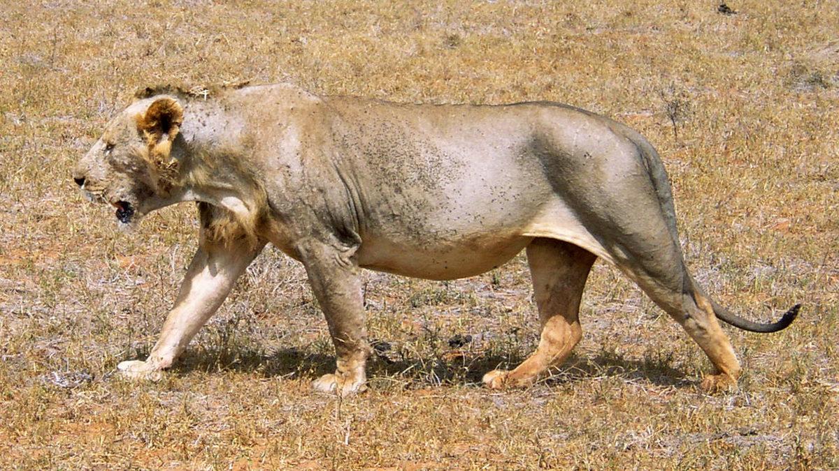 Bazı Erkek Aslanların Neden Yelesi Yoktur? Sebebi, Tahmin Edemeyeceğiniz Kadar Basit!