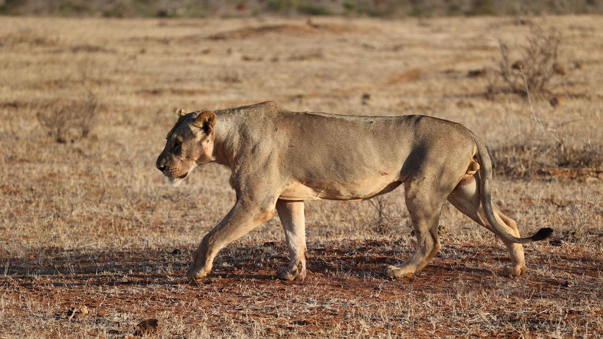 Bazı Erkek Aslanların Neden Yelesi Yoktur? Sebebi, Tahmin Edemeyeceğiniz Kadar Basit!