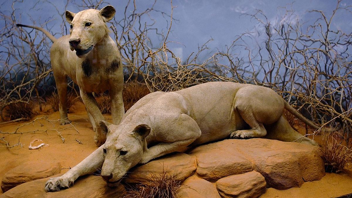 Bazı Erkek Aslanların Neden Yelesi Yoktur? Sebebi, Tahmin Edemeyeceğiniz Kadar Basit!