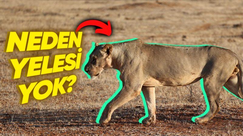 Bazı Erkek Aslanların Neden Yelesi Yoktur? Sebebi, Tahmin Edemeyeceğiniz Kadar Basit!