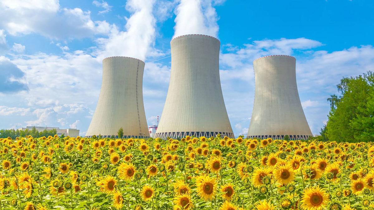 Nükleer Felaketlerin Ardından Neden Ayçiçeği Dikilir? (Sebebini Öğrenince Çok Şaşıracaksınız!)