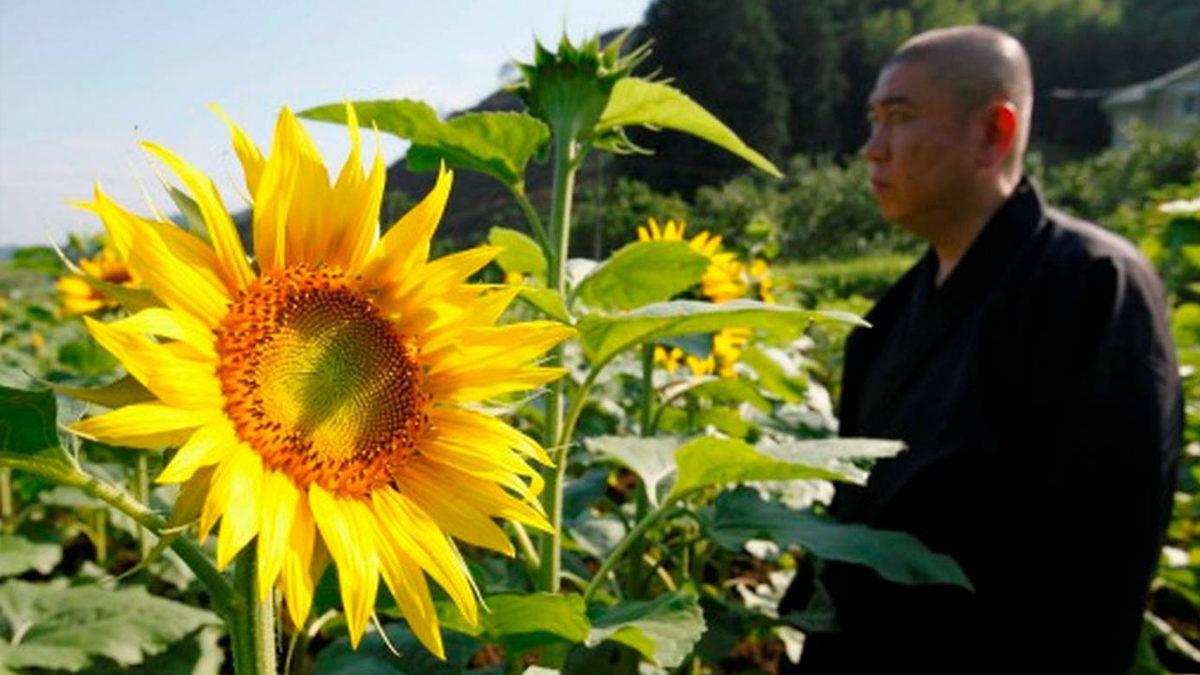 Nükleer Felaketlerin Ardından Neden Ayçiçeği Dikilir? (Sebebini Öğrenince Çok Şaşıracaksınız!)