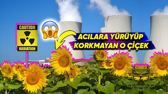 Nükleer Felaketlerin Ardından Neden Ayçiçeği Dikilir? (Sebebini Öğrenince Çok Şaşıracaksınız!)
