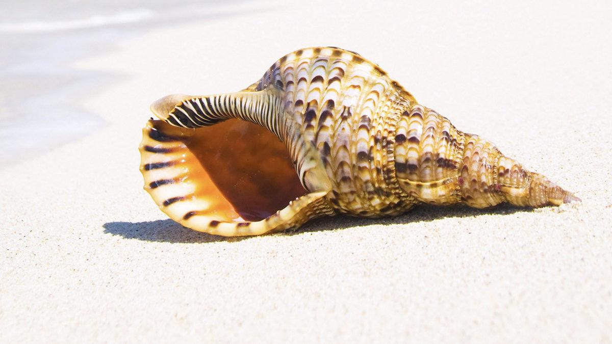 Deniz Sezonu Başlamak Üzereyken Bir Bilgi Daha Cepte: Deniz Kabuklarını Kulağımıza Tutunca Nasıl Oluyor da Dalga Sesi Duyuyoruz?