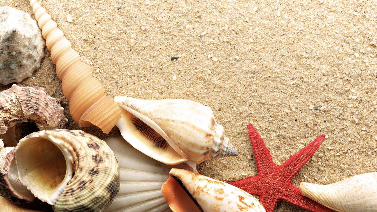 Deniz Sezonu Başlamak Üzereyken Bir Bilgi Daha Cepte: Deniz Kabuklarını Kulağımıza Tutunca Nasıl Oluyor da Dalga Sesi Duyuyoruz?