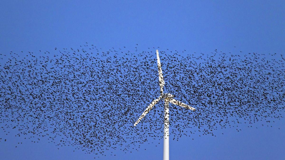 Rüzgâr Türbinleri Neden Beyaza Boyanır? Öğrenince Sebeplerine Çok Hak Vereceksiniz!