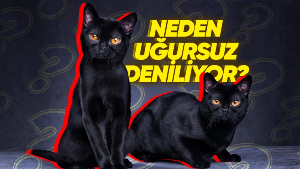 Siyah Kediler Neden Şanssızlığın Sembolü Olarak Görülür? Kökeni, Orta Çağ’a Dayanıyor!