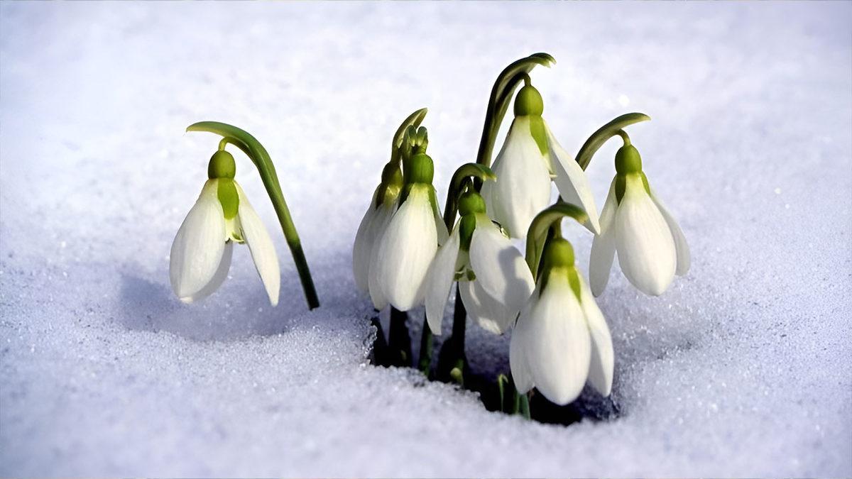 Aynı Anda Açıp Aynı Anda Solmak Varken Bitkiler Neden Farklı Zamanlarda Çiçek Açıyor? (Sebebini Duyunca Onlara Hak Vereceksiniz!)