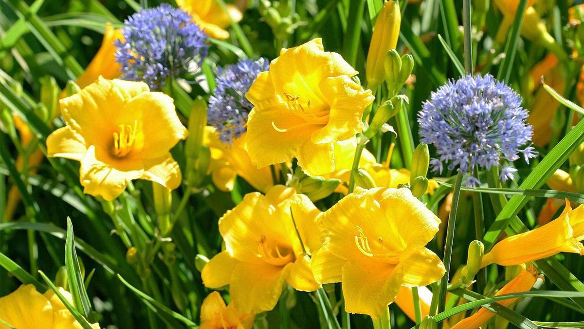 Aynı Anda Açıp Aynı Anda Solmak Varken Bitkiler Neden Farklı Zamanlarda Çiçek Açıyor? (Sebebini Duyunca Onlara Hak Vereceksiniz!)