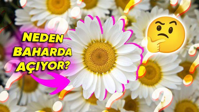 Aynı Anda Açıp Aynı Anda Solmak Varken Bitkiler Neden Farklı Zamanlarda Çiçek Açıyor? (Sebebini Duyunca Onlara Hak Vereceksiniz!)