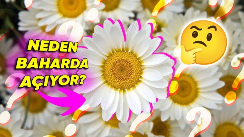 Aynı Anda Açıp Aynı Anda Solmak Varken Bitkiler Neden Farklı Zamanlarda Çiçek Açıyor? (Sebebini Duyunca Onlara Hak Vereceksiniz!)