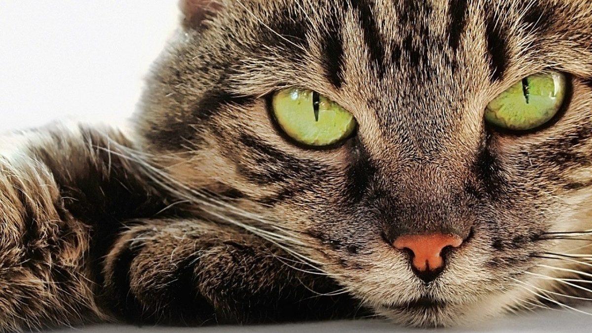 Kedilerin Göz Bebekleri Gündüz Yuvarlakken Geceleri Neden Dikey Bir Elips Şeklini Alır?