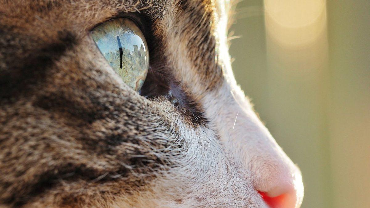 Kedilerin Göz Bebekleri Gündüz Yuvarlakken Geceleri Neden Dikey Bir Elips Şeklini Alır?