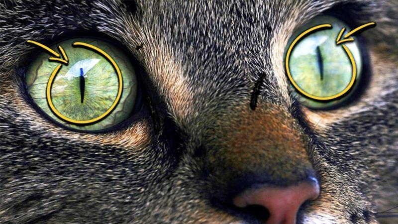 Kedilerin Göz Bebekleri Gündüz Yuvarlakken Geceleri Neden Dikey Bir Elips Şeklini Alır?