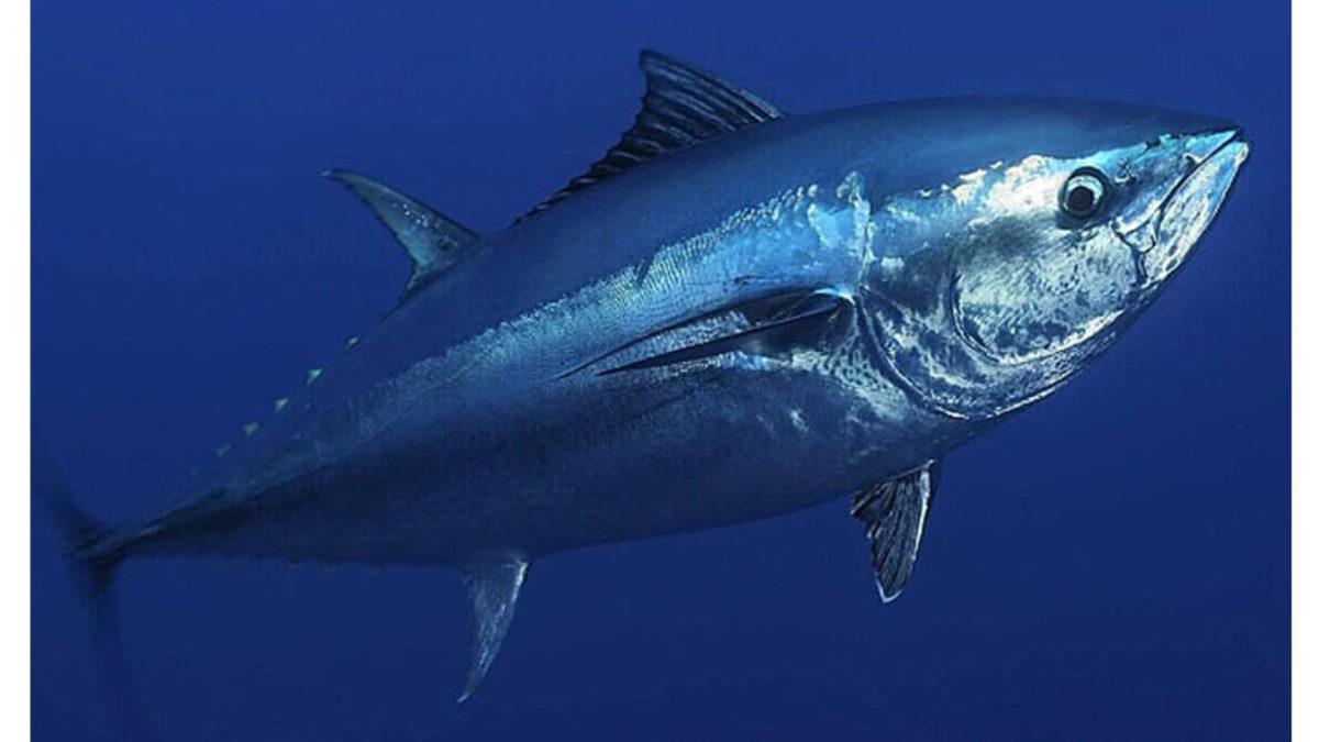 Tüm Balıkların Aksine Ton Balıkları Hareket Etmezlerse Neden Ölüyorlar? Uyurken Bile!