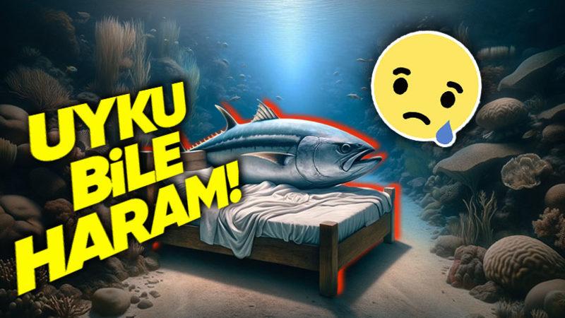 Tüm Balıkların Aksine Ton Balıkları Hareket Etmezlerse Neden Ölüyorlar? Uyurken Bile!