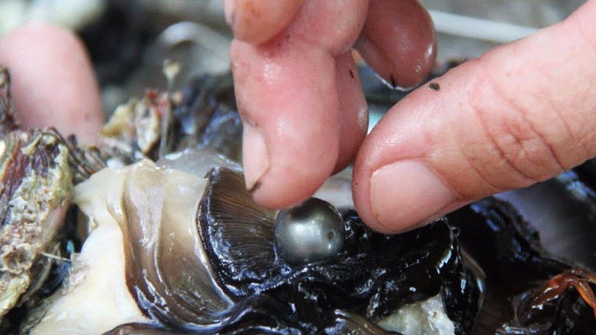 İstiridyenin İçindeki İnciler Nasıl Oluşur? (Hayır, Kum Tanelerinin Yardımıyla Değil!)