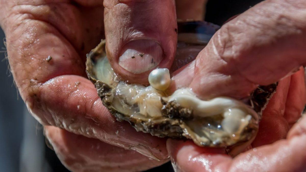 İstiridyenin İçindeki İnciler Nasıl Oluşur? (Hayır, Kum Tanelerinin Yardımıyla Değil!)