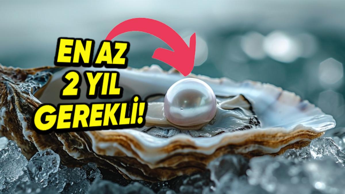 İstiridyenin İçindeki İnciler Nasıl Oluşur? (Hayır, Kum Tanelerinin Yardımıyla Değil!)