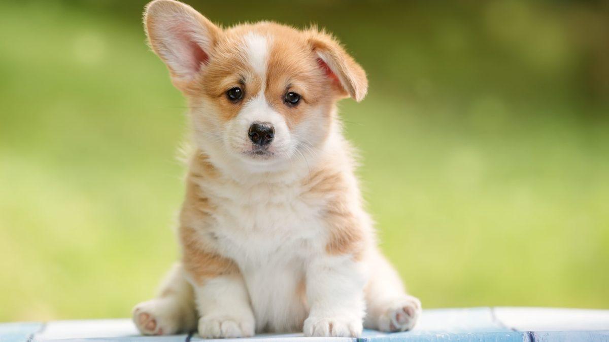 Köpek Havlamalarını Çevirebilen Yapay Zekâ Geliştirildi