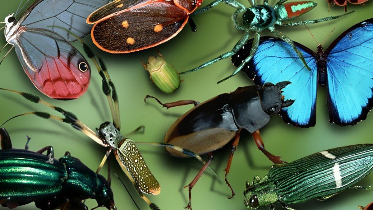 Dünyada Tek Bir Böcek Bile Olmasaydı Başımıza Neler Gelirdi? Okuduktan Sonra Ne Kadar Önemli Olduklarını Anlayacaksınız!