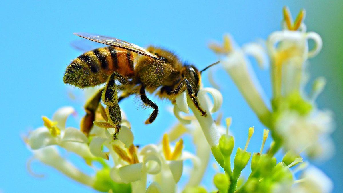 Dünyada Tek Bir Böcek Bile Olmasaydı Başımıza Neler Gelirdi? Okuduktan Sonra Ne Kadar Önemli Olduklarını Anlayacaksınız!