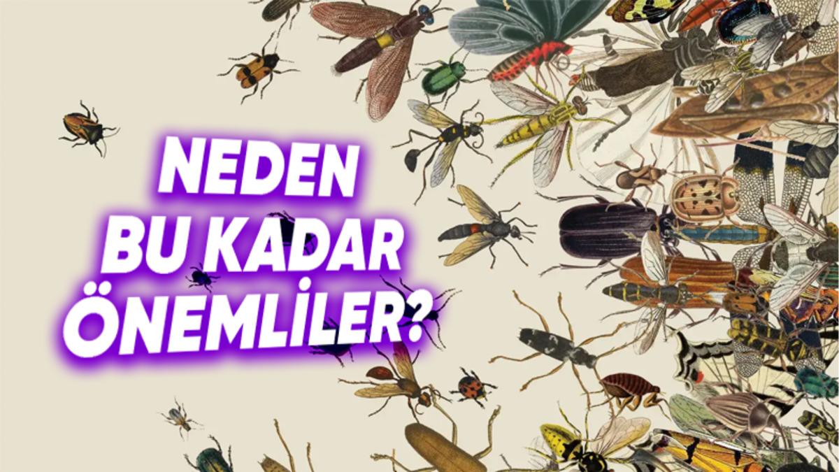 Dünyada Tek Bir Böcek Bile Olmasaydı Başımıza Neler Gelirdi? Okuduktan Sonra Ne Kadar Önemli Olduklarını Anlayacaksınız!