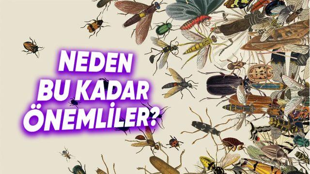 Dünyada Tek Bir Böcek Bile Olmasaydı Başımıza Neler Gelirdi? Okuduktan Sonra Ne Kadar Önemli Olduklarını Anlayacaksınız!