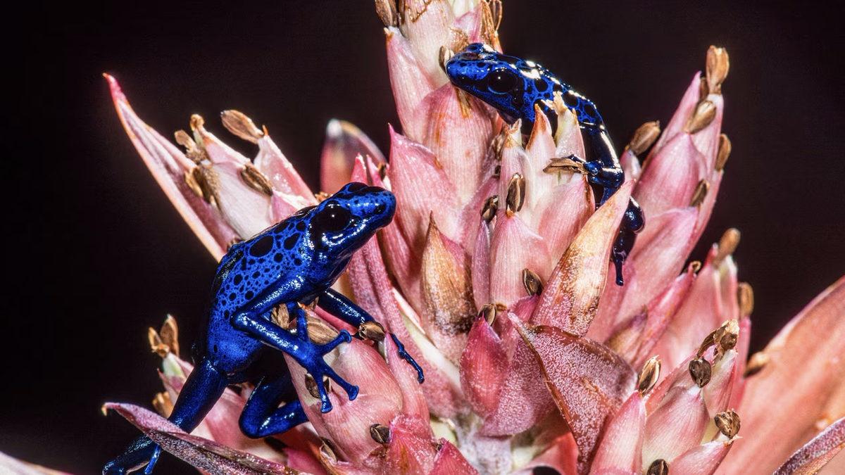 Bizi Öldürebilecek Kadar Zehirli Hayvanlar Nasıl Oluyor da Kendi Zehirlerinden Etkilenmiyorlar?