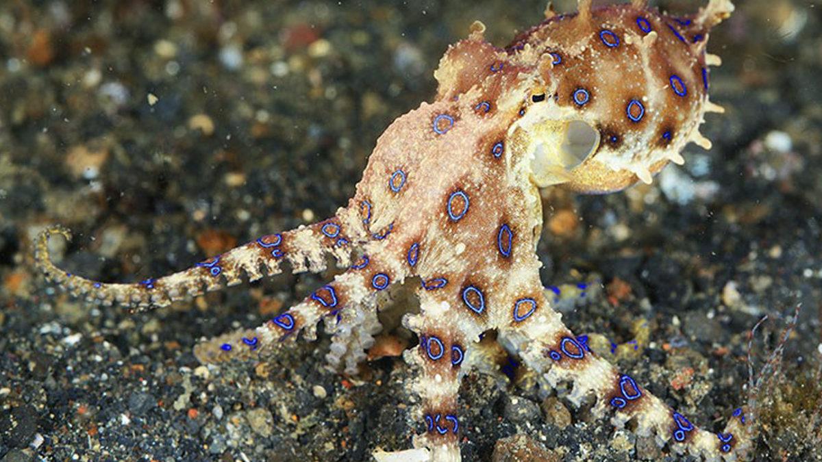 Bizi Öldürebilecek Kadar Zehirli Hayvanlar Nasıl Oluyor da Kendi Zehirlerinden Etkilenmiyorlar?