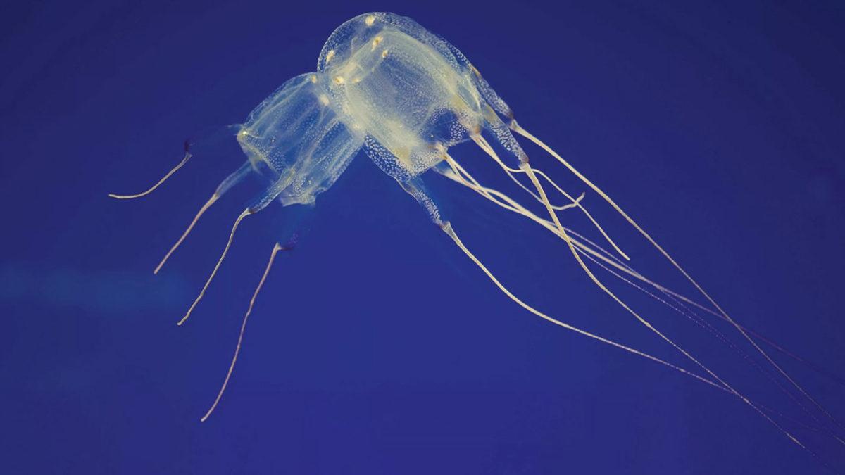 Bizi Öldürebilecek Kadar Zehirli Hayvanlar Nasıl Oluyor da Kendi Zehirlerinden Etkilenmiyorlar?