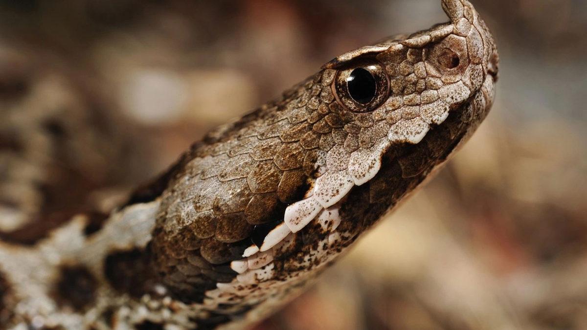 Bizi Öldürebilecek Kadar Zehirli Hayvanlar Nasıl Oluyor da Kendi Zehirlerinden Etkilenmiyorlar?