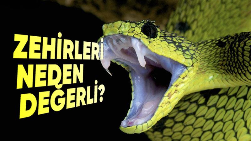 Bizi Öldürebilecek Kadar Zehirli Hayvanlar Nasıl Oluyor da Kendi Zehirlerinden Etkilenmiyorlar?