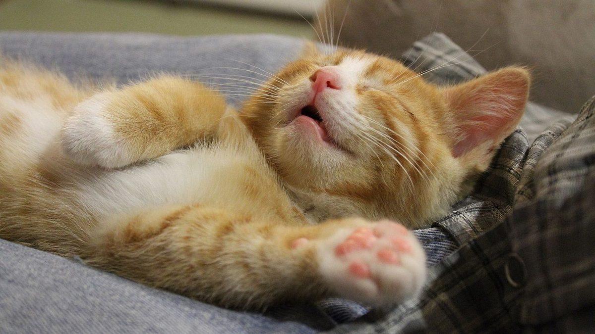 Kediler Rüyalarında Neler Görürler? Hayır, Sadece Mamalarını Değil!