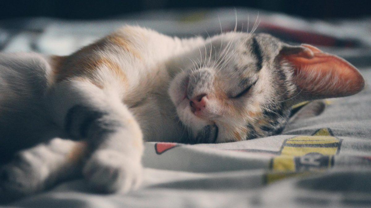 Kediler Rüyalarında Neler Görürler? Hayır, Sadece Mamalarını Değil!