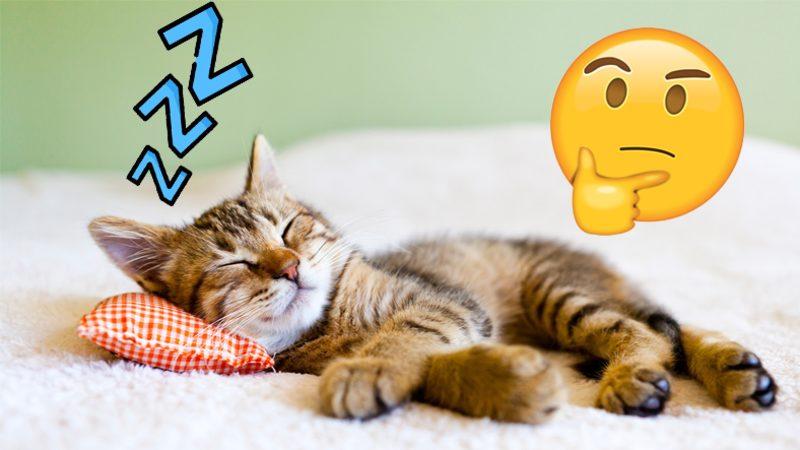 Kediler Rüyalarında Neler Görürler? Hayır, Sadece Mamalarını Değil!