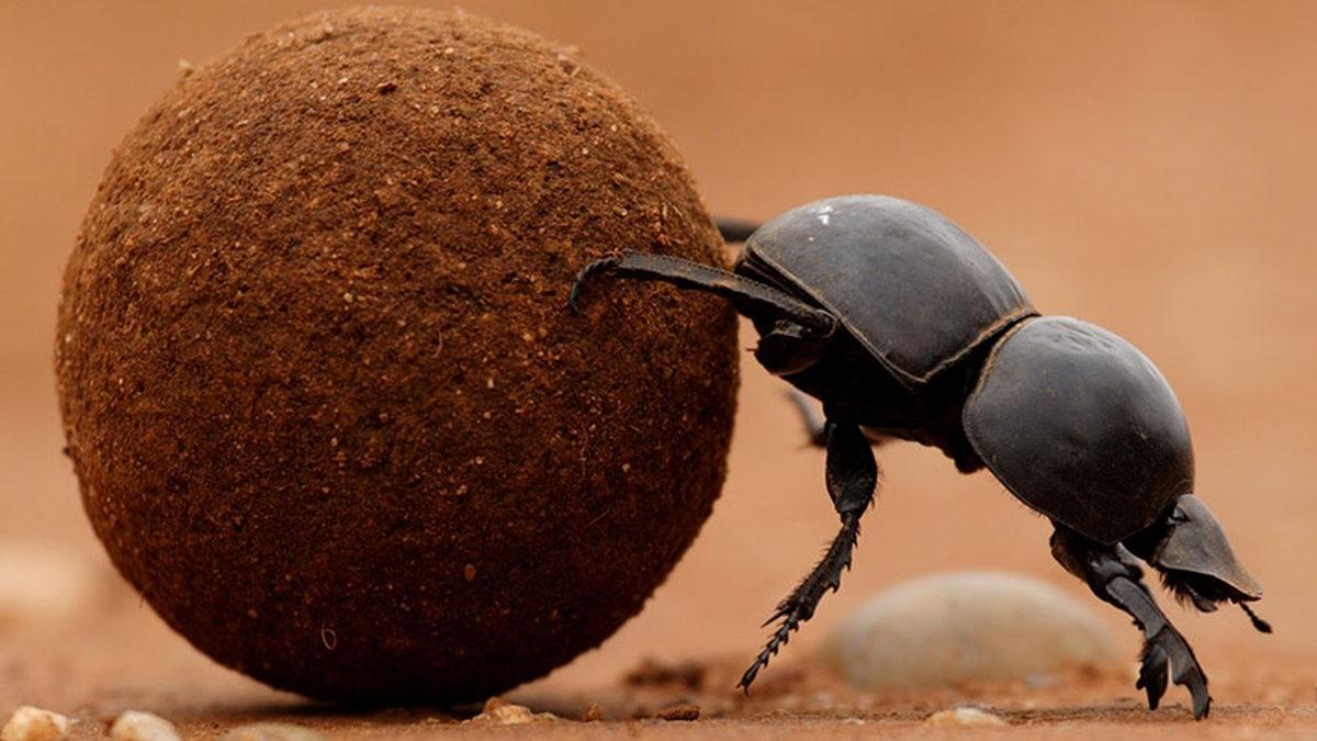 İğrensek de Kabul Etmemiz Gereken Gerçek: Bok Böcekleri Dünyamızı Daha Yaşanabilir Kılıyor! Peki Ama Nasıl?