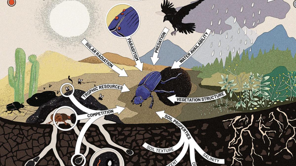 İğrensek de Kabul Etmemiz Gereken Gerçek: Bok Böcekleri Dünyamızı Daha Yaşanabilir Kılıyor! Peki Ama Nasıl?