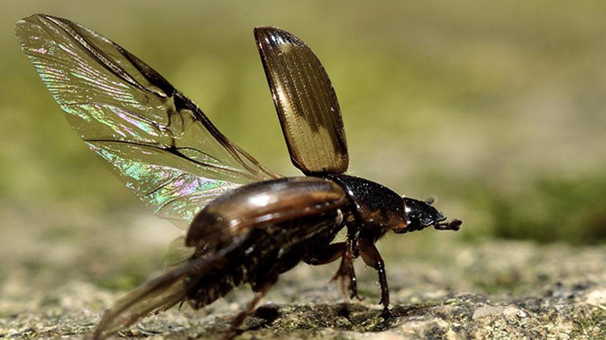 İğrensek de Kabul Etmemiz Gereken Gerçek: Bok Böcekleri Dünyamızı Daha Yaşanabilir Kılıyor! Peki Ama Nasıl?