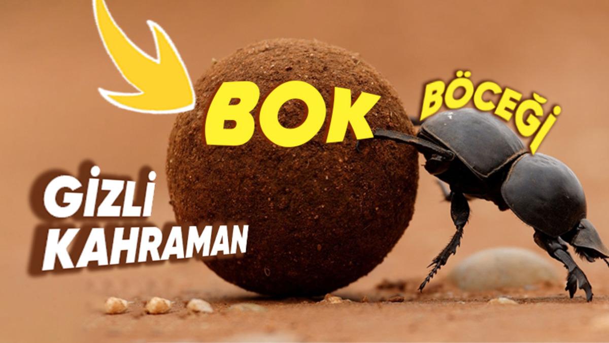 İğrensek de Kabul Etmemiz Gereken Gerçek: Bok Böcekleri Dünyamızı Daha Yaşanabilir Kılıyor! Peki Ama Nasıl?