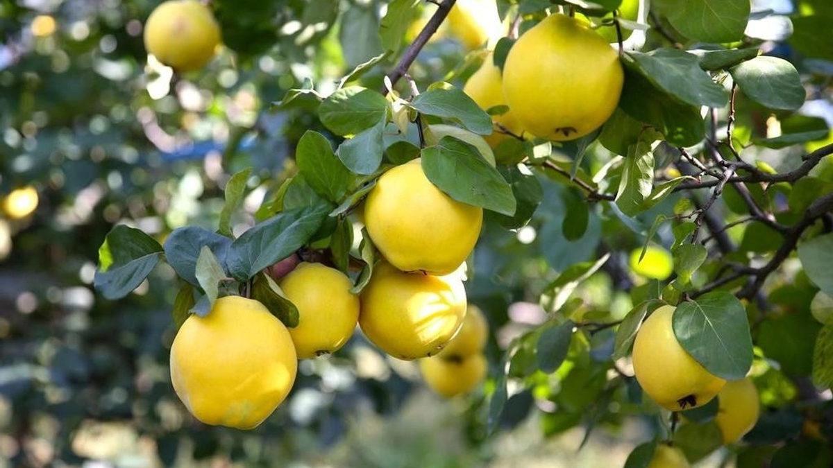 Meğerse Türkçeymiş! Rusça ve İngilizce Dahil Olmak Üzere Farklı Dillere Geçen 10 Kelimemiz