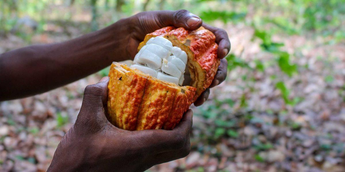 Normal Çikolatalar Kadar Tatlı ve Lezzetli “Sağlıklı Çikolata” Üretildi