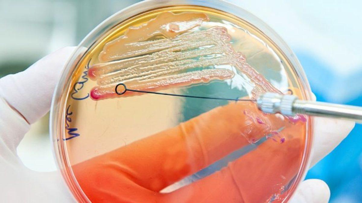 Faydalı Bakterilere Zarar Vermeyen Bir Antibiyotik Keşfedildi