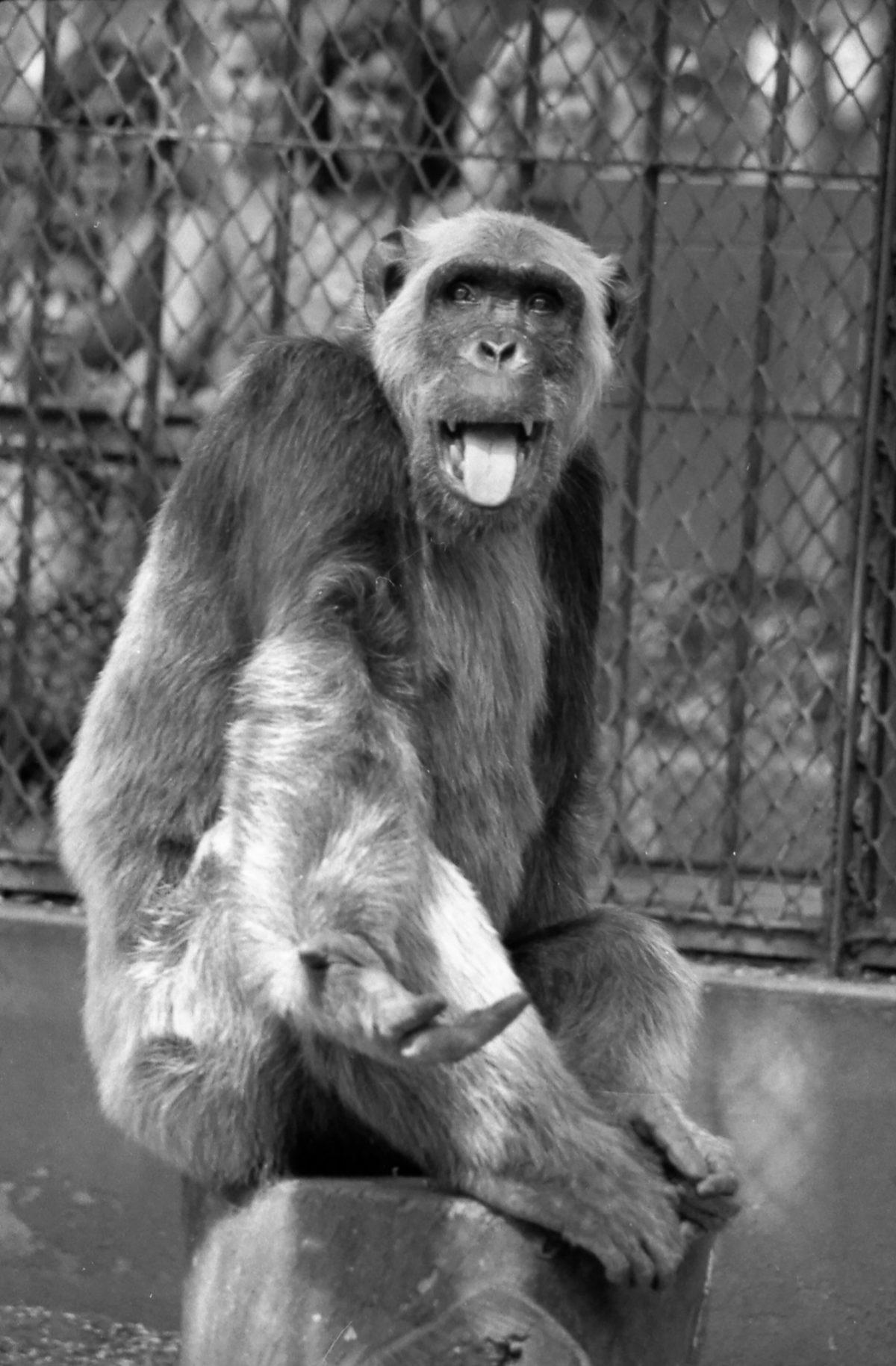 Brezilyalı Bir Maymun Nasıl Oldu da Belediye Başkanlığı Seçimlerinde Yaklaşık Yarım Milyon Oy Aldı?