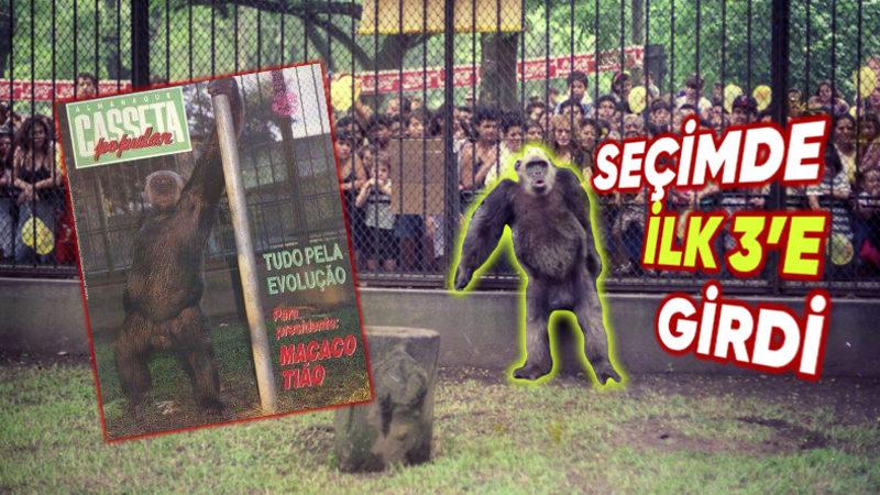 Brezilyalı Bir Maymun Nasıl Oldu da Belediye Başkanlığı Seçimlerinde Yaklaşık Yarım Milyon Oy Aldı?