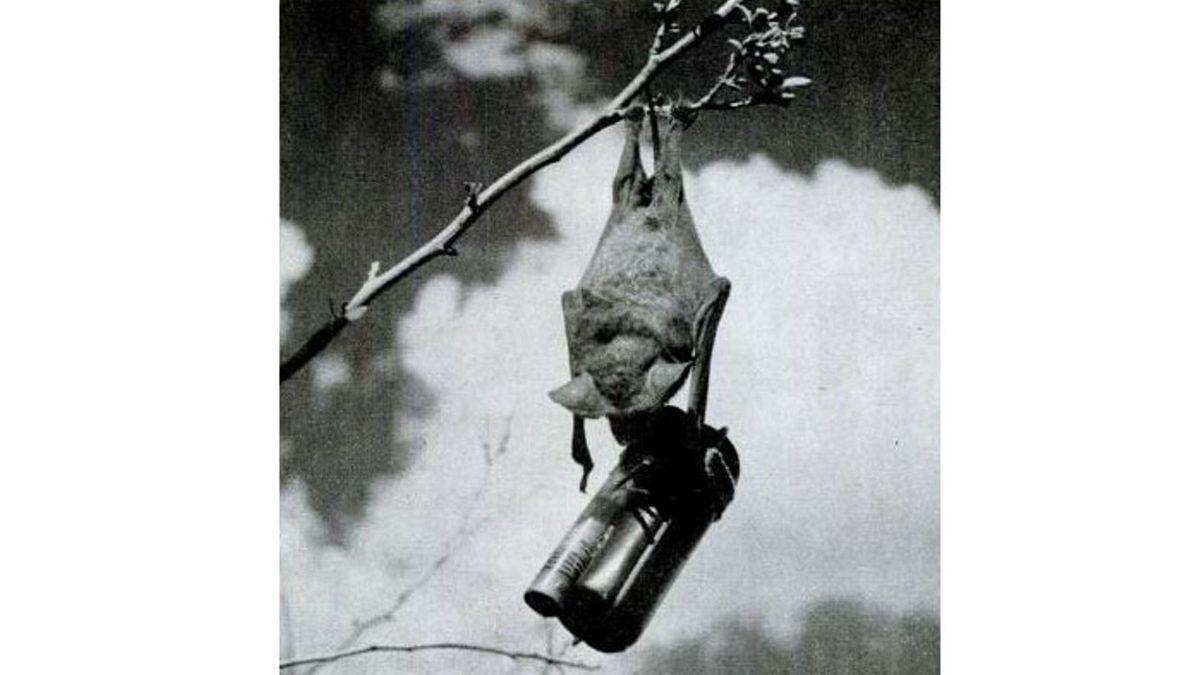 ABD’nin Neden ’Yarasa Bombası’ Adında Bir Silah Ürettiğini Öğrenince “Şeytanın Aklına Gelmez!” Diyebilirsiniz