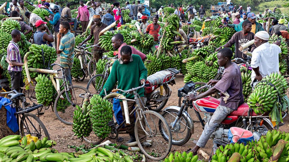 Gelişmemiş Ülkelere Neden ’Muz Cumhuriyeti’ Denildiğini Biliyor musunuz? Muz Yetiştirdikleri İçin Değil!