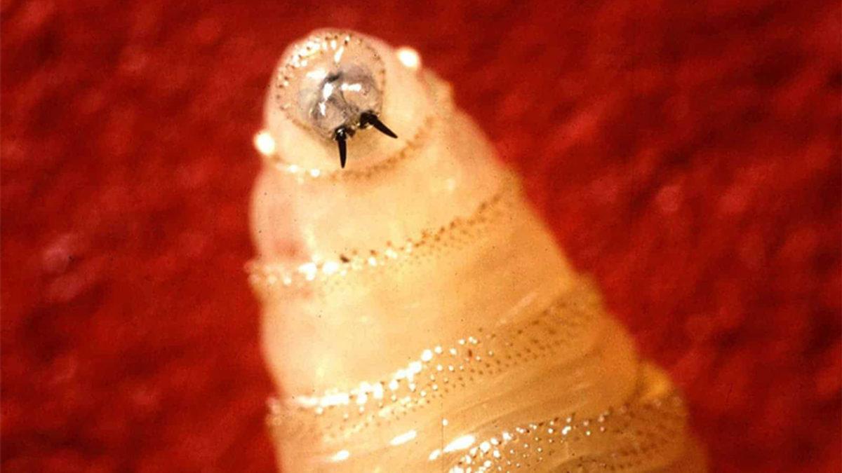 Amerika, Her Hafta Panama’ya 14,7 Milyon Sineği Neden Bırakıyor? Emin Olun Mantıklı Sebepleri Var!