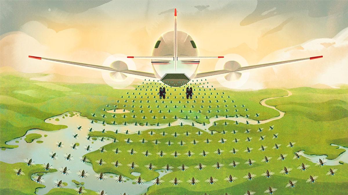 Amerika, Her Hafta Panama’ya 14,7 Milyon Sineği Neden Bırakıyor? Emin Olun Mantıklı Sebepleri Var!