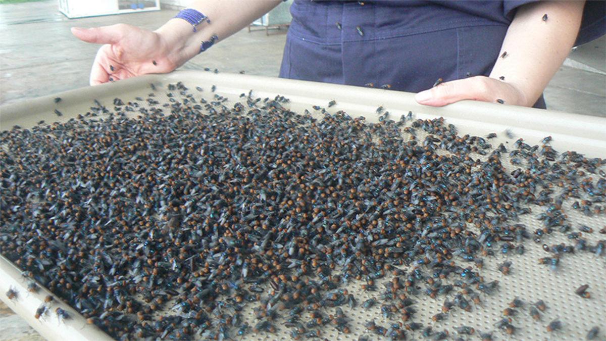 Amerika, Her Hafta Panama’ya 14,7 Milyon Sineği Neden Bırakıyor? Emin Olun Mantıklı Sebepleri Var!